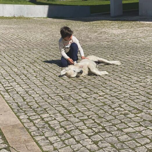 Cão de Tânia Ribas de Oliveira