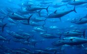 Pesca do atum 