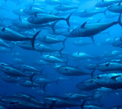 Quem precisa de comer atum ? As acusações de 'neocolonialismo' que a Europa enfrenta por causa da pesca