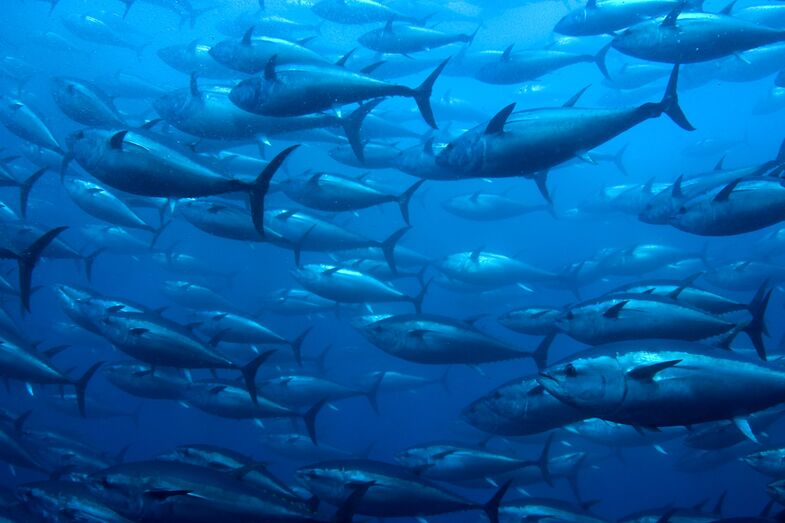 Pesca do atum 