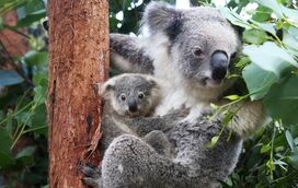 Estamos a perder os coalas: um terço da população australiana desapareceu em três anos