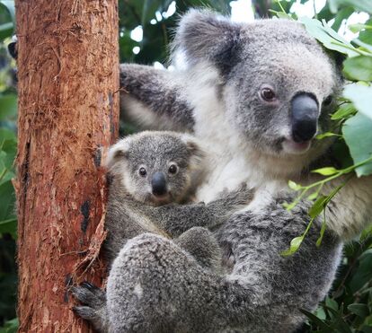 Estamos a perder os coalas: um terço da população australiana desapareceu em três anos