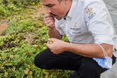 Chef Gil Fernandes à "pesca" do  melhor que as dunas do Guincho oferecem