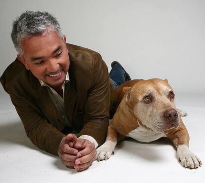 'O Encantador de Cães' envolto em polémica