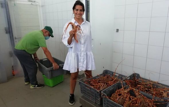 Chef Nikita, Mecomar, Meco, Celmar