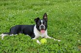 Boston Terrier