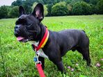  Buldogue Francês