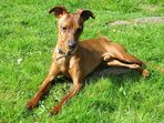 Pinscher