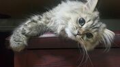 Gato Persa