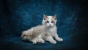 gato ragdoll