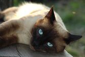 gato siamês
