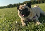 Pug