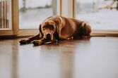 Vizla