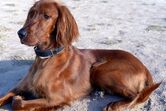 Setter Irlandês