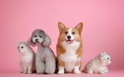 Animais de estimação
