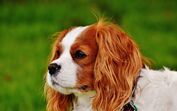 Cavalier King Charles Spaniel