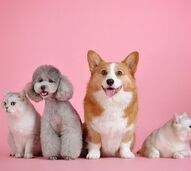 Animais de estimação