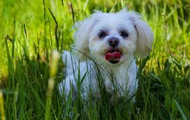 Amigos para a vida! Estas são 11 melhores raças de cães que pode ter quem mora num apartamento