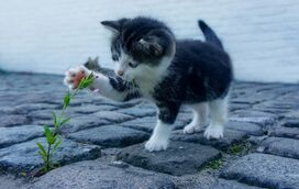 Estas são as cinco raças de gatos mais fofas e carinhosas para ter em casa 