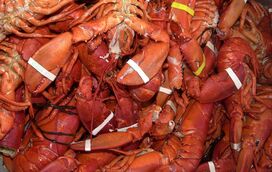 Atenção chefs! Afinal as lagostas também sentem dor e cozê-las vivas pode passar a ser proibido