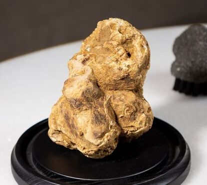 Ainda vai a tempo de experimentar! Pratos com trufas são destaque no JNcQUOI e no Come Prima