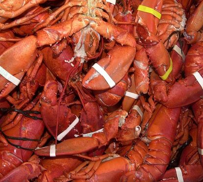 Atenção chefs! Afinal as lagostas também sentem dor e cozê-las vivas pode passar a ser proibido