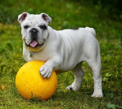 Estas são as 12 melhores raças de cães para quem tem crianças