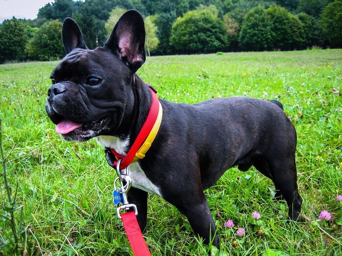  Buldogue Francês
