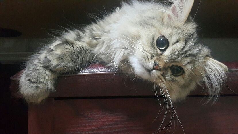 Gato Persa
