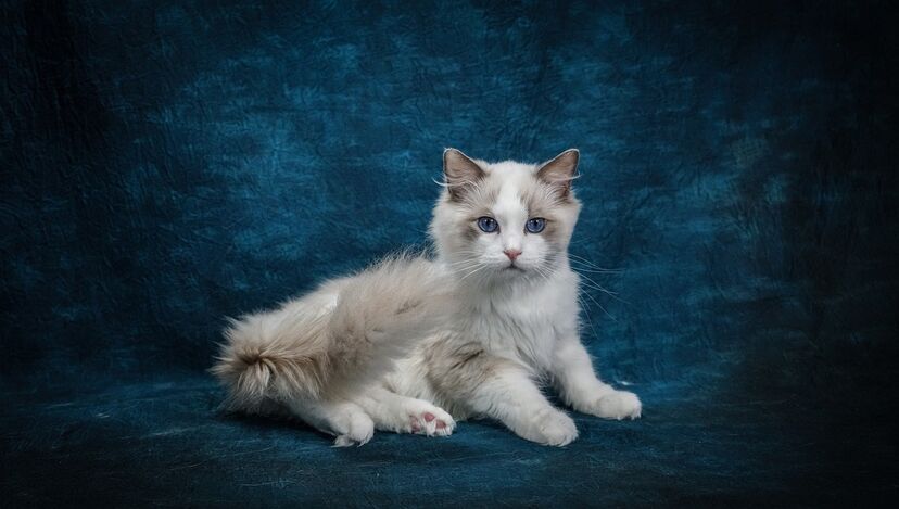 gato ragdoll