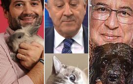 É o fungagá da bicharada. Quem não tem cão caça votos com gato, ou com coelha! Conheça os animais de estimação de Costa, Rio, Ventura e muito mais...