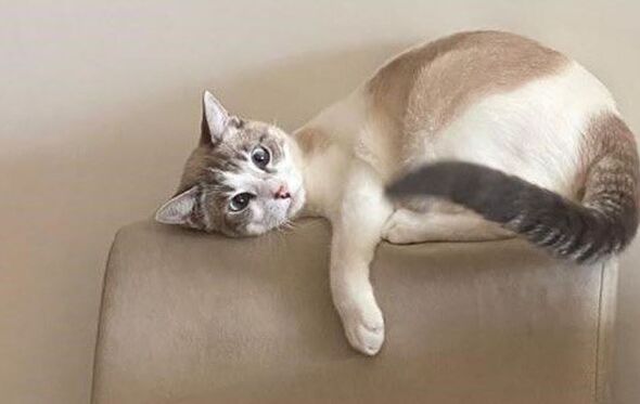 Zé Albino, o gato de Rui Rio 