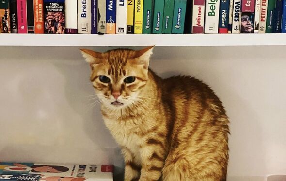 O gato Camões de Rui Tavares, do Livre