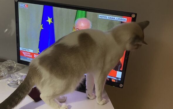 Zé Albino, o gato de Rui Rio, na sua primeira "presença" pública