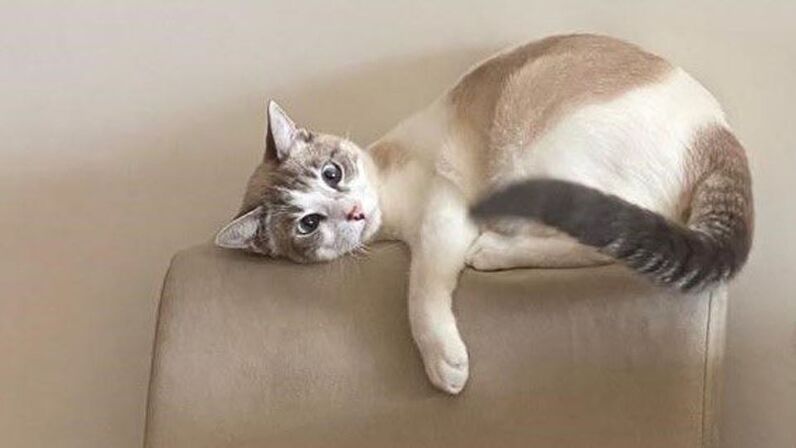 Zé Albino, o gato de Rui Rio 