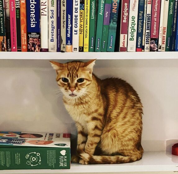 O gato Camões de Rui Tavares, do Livre