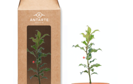 Antarte oferece árvores para plantar em iniciativa de sustentabilidade