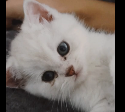 Que ternura! Margarida Corceiro coloca polémica para trás das costas e conforta-se com gatinho amoroso