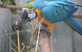 Descubra  as deliciosas surpresas da Páscoa  no Jardim Zoológico