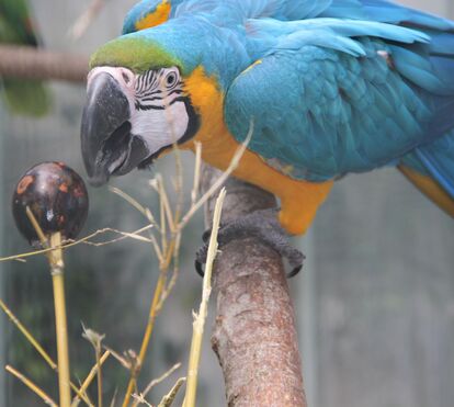 Descubra  as deliciosas surpresas da Páscoa  no Jardim Zoológico
