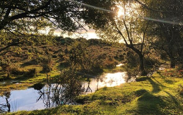 Parque Nacional New Forest, Reino Unido