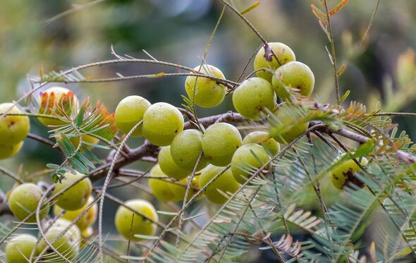 Amla