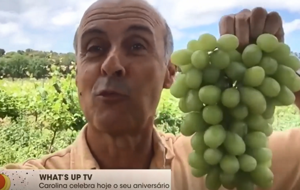 Paulo Patrocínio, uvas