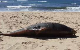 Golfinho encontrado morto em praia de Odemira