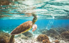 Quiz: sabe o que pode fazer para ajudar a salvar os oceanos?