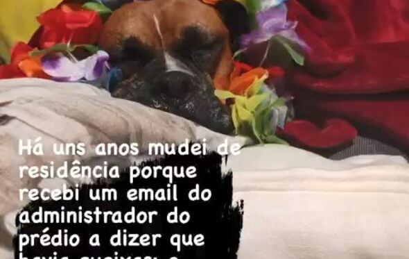 José Carlos Malato, Pipo, story