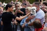 William, Harry, Meghan, Kate