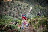 Vindima no Douro 