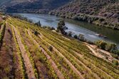 Vindima no Douro 