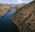 Vindima no Douro 